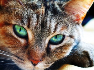Cat's Eye Chatoyancy-Gemstoneuniverse.com