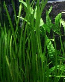Vallisneria Octandra new born Grass one of the preferred shades of Emeralds as described in the sacred texts.jpg